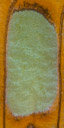 Butterfly Wing Detail 