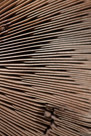 Portobellos in the Abstract