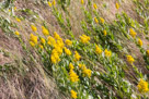 Why is it that flowers always appear prettier on battlefields?
