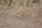 Members of the Nez Perce and local tribes still come and make offerings at many of the marked sites.