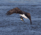 Eagles of Conowingo Fishing