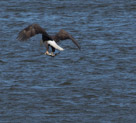 Eagles of Conowingo Fishing