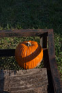 The unsuspecting pumpkin