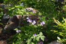 spring flowers in one of the many gardens.