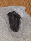 Trilobites (pronunciation: /ˈtraɪləˌbaɪt, meaning 