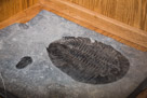 Large and small trilobites