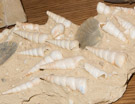 Turritella is a genus of medium-sized sea snails with an operculum, marine gastropod mollusks in the family Turritellidae. 

They have tightly coiled shells, whose overall shape is basically that of an elongated cone.

These are from the Miocend(15Mya) France.