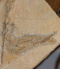 A squid(belemnite) and an ancient fish(leptolepis)

Belemnitida (or belemnites) is an extinct order of cephalopods which existed during the Mesozoic era, from the Hettangian age of the Lower Jurassic to the Maastrichtian age of the Upper Cretaceous. The belemnite is the state fossil of Delaware.

An average individual of Leptolepis was about 30 centimetres (12 in) long, and superficially resembled the unrelated modern herring. It was the first true bony fish to really live up to the name, possessing a skeleton completely made of bone;[5] some previous genera such as Pholidophorus had skeletons composed of bone and cartilage. Another modern development in Leptolepis were its scales, which lacked the covering still present in previous genera. These two developments made swimming easier, as the bony spine was now more resistant to the pressure caused by the S movements made while swimming.(Wikipedia)