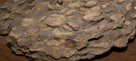 Dactylioceras was a widespread genus of ammonite from the Lower Jurassic period,[1] approximately 172 million years ago (mya).

Dactylioceras are generally small, averaging 65 millimetres (2.6 in) in diameter. They have a strong, ribbed shell. The ribs are slightly inclined forward, running over the outer edge, and either simple or forking at outer end. Though they eventually died out 180 mya, their style of ribbing was copied by numerous subsequent ammonite genera until the whole group became extinct 66 million years ago with the dinosaurs.