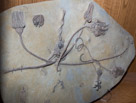 Echinoderms.