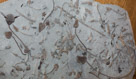 There are 20 different species on this single slab. 

Early Carboniferous(340 MYA).
From Crawfordsville, Indiana.

This slwb took several years to prepare. Although se-lilies look like flowers, they are animals, like all other echinoderms.