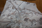 Undescribed species from the late Ordovician(455 MYA).
From Morocco.

This incredible assemblage contains many ancient echinoderms; even the squid-like objects are actually bottom-dwellin eocrinids. The faint silver lins in the fossil are worm burrows.