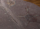 Euzononsoma tischbeinianum

Early Devonian (400 MYA)
From German 

This fossil preserves the soft parts of the starfish; this is typical of the German Bundenbach locality where it was found.