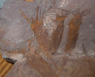 early squid

Early Devonian (400 MYA)
From German 

This fossil preserves the soft parts of the squid