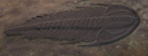 Early Trilobite
Olenoides superbus

Cambrian Period (530 MYA)
From House Range, Utah

Unloke most of the other fossil here, this specimen is a cast.