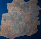 Large Crinoid Plate
Acyphocrinites elegans
Early Silurian (430 MYA)
From Morocco
This large block of crinoids exhibits the heads of at least 10  individuals. Notice the three dimensional structure visible in the preservation. This assemblage most likely resulted from sediment movement (like an underwater earthquake)