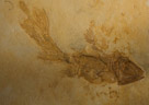 Neaar Shore Coelacanth
Coccoderma NudUm
Late Jurassic(150 MYA)
From Germany
Coccoderma was a shallow water lagoon dwelling coelacanth. Many of these have been found in Soinofen deposits.