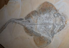 Guitarfish
Rhinobatus
Late Jurassic(150 MYA)
This guitarfish is from the Solnhofen Formation.