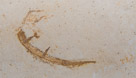 Heterodontus ziffeli
Late Jurassic (150 MYA)
From Germany
This is the vertebral column of a shark related to modern bullhead sharks. Note the two defensive spines on the back.