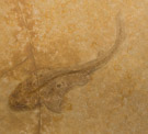 Wobbegong??
Orectolobus jurassicus
Late Jurassic (150 MYA) 
From Germany
This small fossil shark is related to living carpet sharks, knows as 