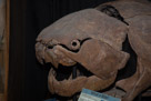 Dunkleosteus is an extinct genus of arthrodire placoderm fish that existed during the Late Devonian period, about 360–380 million years ago. Some of the species, such as D. terrelli, D. marsaisi, and D. magnificus, are among the largest arthrodire placoderms ever to have lived.