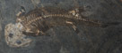Micromelerpeton
Early Permian
From Germany

A growth series of this animal indicates that it took longer to reach adulthood than modern amphibians.