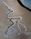 Pterodactyloidea   is one of the two traditional suborders of pterosaurs (