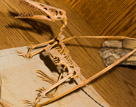 Rhamphorhynchus is a genus of long-tailed pterosaurs in the Jurassic period. Less specialized than contemporary, short-tailed pterodactyloid pterosaurs such as Pterodactylus, it had a long tail, stiffened with ligaments, which ended in a characteristic diamond-shaped vane. The jaws of Rhamphorhynchus housed needle-like teeth, which were angled forward, with a curved, sharp, beak-like tip lacking teeth, indicating a diet mainly of fish; indeed, fish and cephalopod remains are frequently found in Rhamphorhynchus stomachal contents, as well as coprolites.