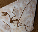 Microraptor  was a genus of small, four-winged paravian dinosaurs. Numerous well-preserved fossil specimens have been recovered from Liaoning, China. They date from the early Cretaceous Jiufotang Formation (Aptian stage), 120 million years ago. Three species have been named (M. zhaoianus, M. gui, and M. hanqingi), though further study has suggested that all of them represent variation in a single species, which is properly called M. zhaoianus. Cryptovolans, initially described as another four-winged dinosaur, is usually considered to be a synonym of Microraptor.