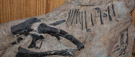 Othnielosaurus is a genus of ornithischian dinosaur that lived about 155 to 148 million years ago, during the Late Jurassic-age Morrison Formation of the western United States.
