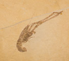 Mecochirus longimanatus is an extinct species of lobster-like decapod crustacean from the Jurassic of Europe