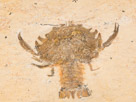 Cycleryon is an extinct genus of decapod crustaceans. The type species is Cycleryon propinquus.

These epifaunal carnivores lived during the Jurassic of Germany and France, from 164.7 to 161.2 Ma.
