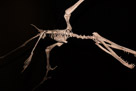 Santanadactylus (meaning 