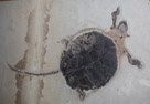 Chisternon Undatum

Chisternon is a genus of baenid cryptodiran turtles from the Eocene of North America.