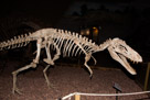 Dinosaurs