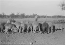 Aged 8 years, 8 months.
January 19, 1951.
Ellis place, north side of house.
South side of lambs.