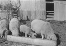 December 27, 1954
Sheep at the right is Tilly, the mother ewe. The two to the left are her first set of twins and the small lamb to her right is her lamb for 1954.  This is taken at the Walston Place. And before you get all huffy about a picture of some sheep, Tilly and her lambs were the start of the fund that sent me to college.