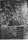 8/19/1954
Bobby.
picture is taken at the west side of the house where we had many morning glories on a string trellis.