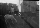 Aged 8 years, 1 month
June 19, 1950.
Lamb is Roy. Calfs name is unknown.  This is at the Johnson Place in the pen east of the barn. The shed is the medicine/paint shed. Lots of interesting chemicals stored here which I did play with.