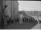 Age 7 years, 3 months
August 19, 1949.
Me and dad working sheep in the back pen at the Johnson place. The main barn is to the left. A medicine shed is just out of the picture to the right. This is looking north.