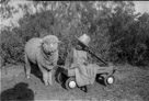 Aged 3 years,11 months, 1 day.
April 20, 1946.
Sheep is Lamby. I was Lamby's favorite person.  Because I feed him.  Child again appears to have and attitude.  If I remember we sheared Lamby a couple of times before we sold him.