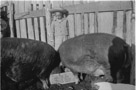 Aged 5 years, 6 months.

November 19, 1947.

Name of hogs is also unknown although they are fine specimens.