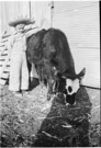 Aged 5 years, 6 months.
November 19, 1947.
Name of calf is unknown.  I have always got along better with animals than most people.