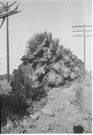 Aged 10 years, 3 months.
August 19, 1952.
With Fan Palms west of Mission Texas about 2 miles.  My parents didn't have much but they tried to expose me to a wider world. They did what little travel they could afford and subscribed to Life and Saturday Evening Post magazines. This at least opened me up to the wider world to some extent.