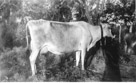 Cow.
July 6, 1946.
Note the 'H' branded on the cow's hip.