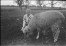 Aged 10 years, 10 months.
March 19, 1953.
Sheep is Tillie. Very important sheep, Tillie. Her lambs and the money from their sale and wool were part of the start of the fund that enabled me to go to college. I owe a great debt to this humble sheep. She contributed greatly to my life. Tillie is very pregnant here.