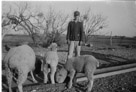 Aged 13 years, 10 months.
March 19, 1956.
Tillie with second set of twins. They are 3 months and 2 days old here. Of interest, Tillie had two sets of twins and both were born on December 17, two years apart.