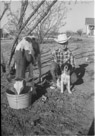 Aged 13 years, 11 months, 25 days.
May 13, 1956.
Neither the name of the dog or the calf is recorded. I do remember that the calf was an orphan we bought from soneone. It never really thrived.