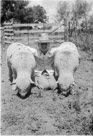 Aged 12 years, 1 month, 2 days.
June 21, 1954.
With Tillies twin lambs. They were  6 months, 4 days old. This picture was taken at the Murph Compton place east of Menard next to the Lacy place. We leased the place from Murph ( March Compton's dad ) at that time.