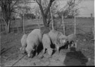 February 28, 1954.
Tillie and her twins and an older ewe and her lamb. This picture was taken the the place Murph Compton had east of town. The house in the background belonged to Mr. Lacy.  He was a nice man and there was a lake on his place that extended back into the Compton place. Caught a lot of fish in that  lake. A lot of very small fish.